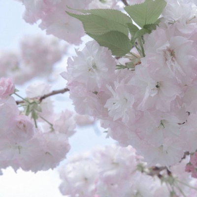 兽设梦幻风格创作福瑞群